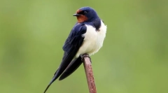 Guta (fotografija): farr far flight bird